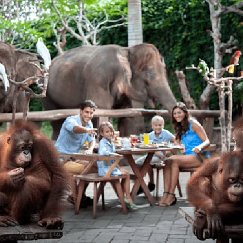 Bali Zoo Breakfast with Orangutans